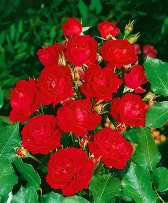 Produktbild von Rosa 'Nina Weibull', Beetrose, leuchtend rot, 3-5 Liter Container