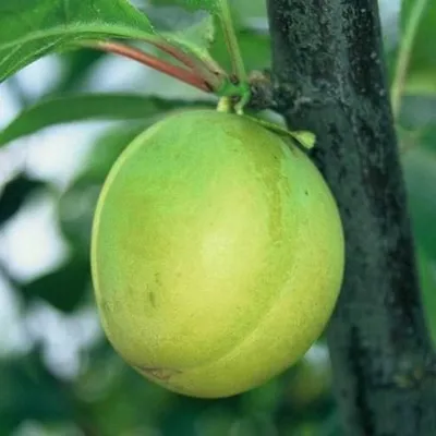 Produktbild von Oullins Reneklode Eierpflaume gelbe Frucht Buschbaum 110-140 cm 10 Liter St. Julien