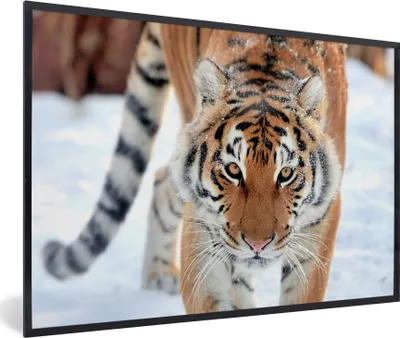 Produktbild von MuchoWow® Gerahmtes Poster Tiger - Schnee - Tiere 30x20 cm - Poster mit Schwarzem Bilderrahmen Wandposter Rahmen Foto Bilder - Kunstdruck - Bild-Poster