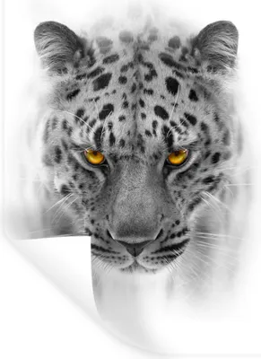 Produktbild von MuchoWow® Wandtattoo Wandsticker Wandaufkleber Leopard - Schwarz - Weiß - Tier 60x90 cm Selbstklebend und Repositionierbar - Sticker - Dekorfolie
