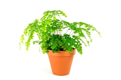 Obrázok produktu pre Gardners Adianthum mix, priemer 12-14 cm