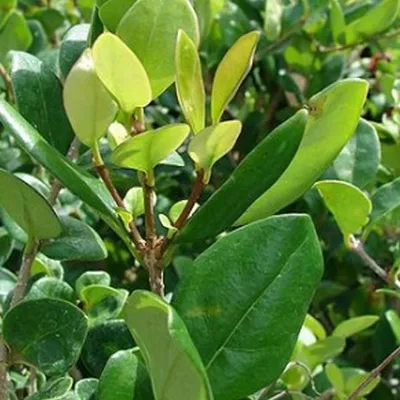 Obrázok produktu pre Japonský liguster  - Ligustrum japonicum 'Texanum'  | 60-80 cm v kontajneri