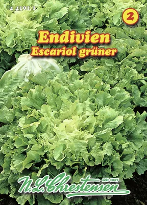 Produktbild von Endivie Escariol grüner | Endiviensalatsamen von N.L. Chrestensen