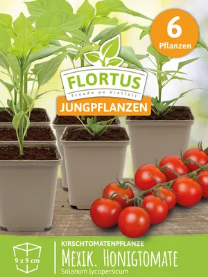 Produktbild von Kirschtomatenpflanze Mexikanische Honigtomate | Tomatenpflanzen von FLORTUS, Menge:6 Pflanzen