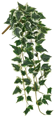 Image de Lierre artificiel suspendu – vrilles de lierre artificielles d'aspect naturel, env. 90 cm – plante décorative résistante aux UV pour les murs, les étagères du salon et l'intérieur.