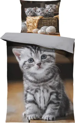 Produktbild von Katzen Bettwäsche 135x200 cm süße Katze Welpen Baby Kitty grau Wende Microfaser