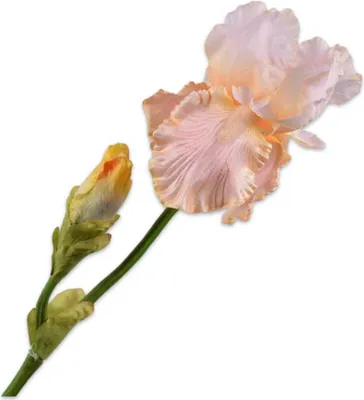 Produktbild von Kunstblume von Silk-ka – Seidenblumen-Iriszweig, lachsweiß, 79 cm
