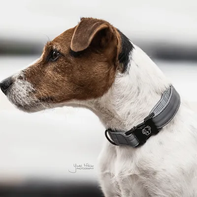 Immagine prodotto di Collare per cani Kentucky Dogwear riflettente argento XS