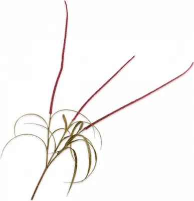 Produktbild von Silk-ka Kunstblume-Seidenblume-Kunstzweig Graszweig Rot 135 cm
