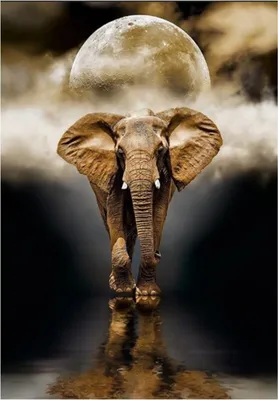 Produktbild von TPFLiving Kunstdruck LW-719 (OHNE RAHMEN) Poster - Leinwand - Wandbild - Hochauflösender Giclée-Druck, langlebig und hochwertig - Majestätischer großer Elefant in braun und weiß - Größe: 40x60cm