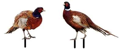 Produktbild von Acryl-Fasan-Gartenstecker, realistische Outdoor-Dekoration für Rasen und Blumentöpfe, doppelseitige Vogelstatue