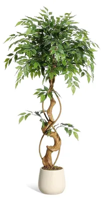 Image de Ficus artificiel - Plante artificielle / Plante en pot - 120 cm - Troncs courbés - Plastique - Pot blanc - Bureau / Extérieur - Vert