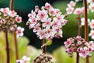 Obrázok produktu pre 6 x Darmera peltata (peltiphyllum pelt.) - Darmera - kvetináč 9 x 9 cm