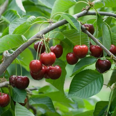 Produktbild von Kirsche Kirschbaum Obstbaum Prunus versch. Sorten und Größen Terrassenobst Busch, Kirsche:Terrasse Schneiders