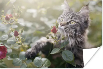 Produktbild von MuchoWow® Poster Maine Coon Cat zwischen den roten Rosen im Garten 180x120 cm - Fotoplakat