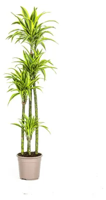 Produktbild von Dracaena Deremensis Zitronenlimette - 170-190cm - Ø27cm - Zimmerpflanze - Immergrün