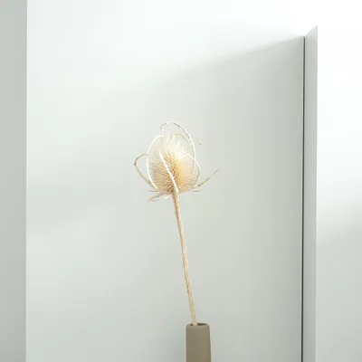 Immagine prodotto di Cardo essiccato - Cardi - 1 stelo (circa 60cm) - Fiore essiccato decorativo in