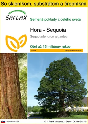 Obrázok produktu pre SAFLAX Kultivačný set - Hora - Sequoia - Sequoiadendron gigantea - 50 Semená - S mini skleníkom, pestovateľským substrátom a 2 črepníkmi