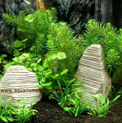 Produktbild von Nano XI Set Aquarium 20-30 l, Pflanzen, Kies, Deko
