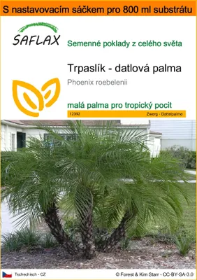 Obrázek produktu pro SAFLAX Garden in the bag - Trpaslík - datlová palma - Phoenix roebelenii - 25 Semena - S pěstebním substrátem v praktickém samovztyčovacím sáčku