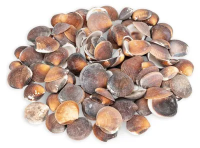 Produktbild von Asaphis deflorata 0,5 kg 2-5 cm ca. 90-110 Stück Venusmuscheln Natur Basteln