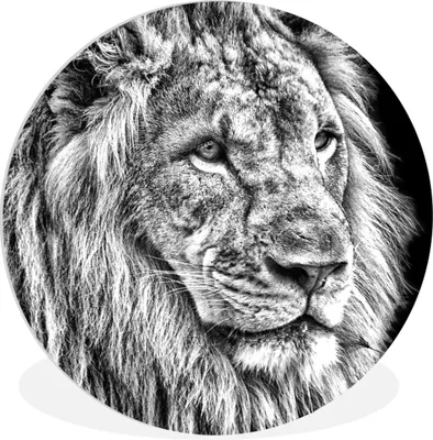Produktbild von MuchoWow® Rundes Wandbild - Runde Bilder Porträt - Löwe - Schwarz - Weiß Ø 30 cm Kreis Wanddekoration Kunststoff - Wandkreis - Wandschmuck - Schlafzimmer - Bilder - Der Kreis - Kunst für die Wohnung - Plastik - Kunstdruck - Wandbild
