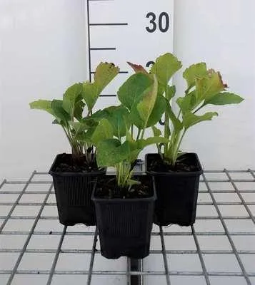 Produktbild von 6 x Rudbeckia occ. 'Green Wizard' - Sonnenhut - Topf 9 x 9 cm