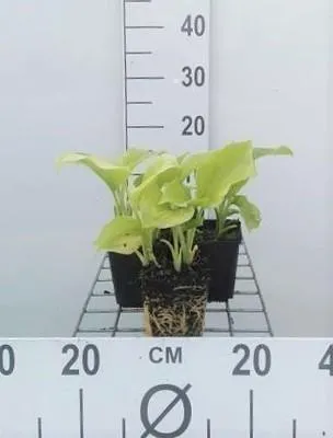 Produktbild von 6 x  Hosta plant. 'Grandiflora' - Hosta - Topf 9 x 9 cm