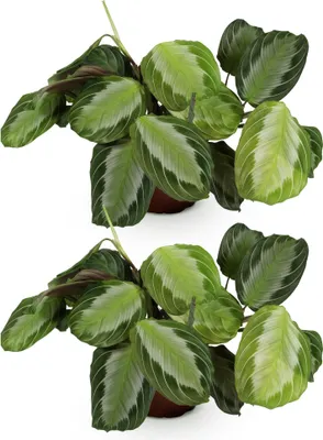 Immagine prodotto di Maranta Fascinator Silverband 2 piante da appartamento Ø 12 cm, altezza 30-35 cm, Maranta