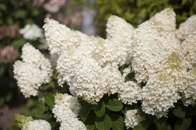 Produktbild von Hydrangea paniculata 'Silver Dollar', Rispenhortensie, weiß, 60–80 cm