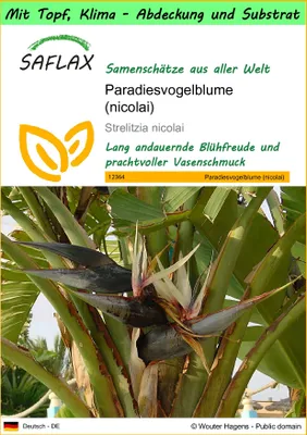 Produktbild von SAFLAX Garden to go - Paradiesvogelblume (nicolai) - Strelitzia nicolai - 5 Samen - Mit Topf, Klima - Deckel und Anzuchtsubstrat
