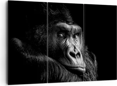 Produktbild von Bild auf Leinwand - Leinwandbild - 3 Teile - Affe Gorilla Porträt - 165x110cm - Wand Bild - Wanddeko - Wandbilder - Leinwanddruck - Bilder - Wanddekoration - Leinwand bilder - CE165x110-5007