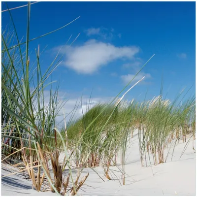 Produktbild von Wallario Premium Glasbild, freischwebende Optik, kräftige Farben, Größe 30 x 30 cm Motiv Düne am Strand unter blauem Himmel