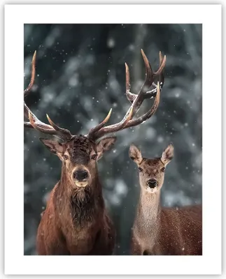 Produktbild von Poster - Poster ohne Rahmen - Hirsch Rentier Reh - 40x50 cm - Wand Bild - Wanddeko - Wandbilder - Kunstposter - Wandposter - Bilder - Kunstdruck - Wanddekoration - Wandbild - P2XPA40x50-5060