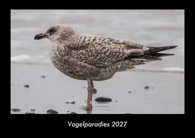 Produktbild von Vogelparadies 2027 Fotokalender DIN A3