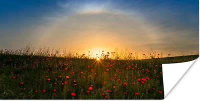 Produktbild von MuchoWow® Poster Sonnenaufgang über einem Mohnblumenfeld 120x60 cm - Bild