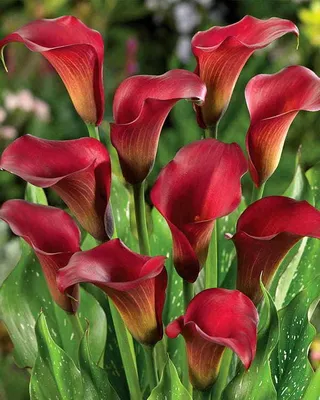 Produktbild von Calla Allure, Zantedeschia weinrot, 2 Stück, Blumenzwiebeln Gr. 14/16