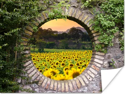 Produktbild von MuchoWow® Poster Durchschauen - Blumen - Sonnenblume 160x120 cm - Foto Plakat