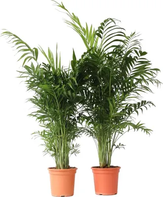 Zdjęcie produktu dla Chamedora - 2 szt - Chamaedorea elegans - Wysokość 80-90cm - ⌀20cm