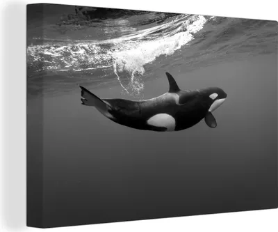 Obrázek produktu pro OneMillionCanvasses® - Obrazy na plátně - 140x90 cm, Kosatka v průzračné vodě - černobílá, Nástěnné umění tisk Nástěnná dekorace