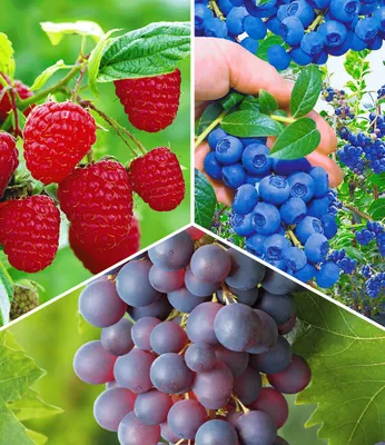 Produktbild von BALDUR Garten 3er Beeren-Sortiment 'Weintraube, Heidelbeere & Himbeere, Pflanzen, lecker und ertragreich, mehrjährig, winterhart, pflegeleicht, ideal für Garten & Kübel