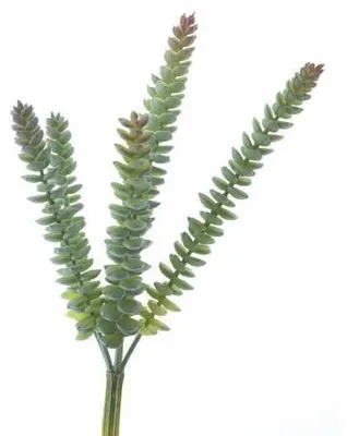 Produktbild von Crassula Hottentot 28 cm grün Kunstblume Erutan Avon