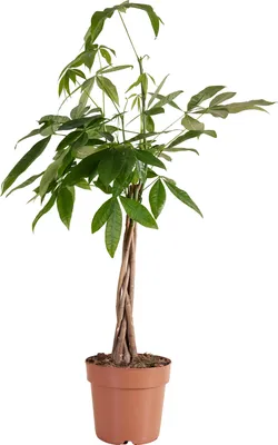 Produktbild von Bloomique - Pachira Aquatica - Geldbaum - Wasserkakao - Zimmerpflanzen - Luftreinigend - Pflegeleicht - 80-90 cm hoch - Topf 21 cm