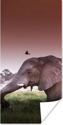 Produktbild von MuchoWow® Poster Roter Sonnenuntergang über einem Elefanten im Gras 80x160 cm - Kinderzimmer
