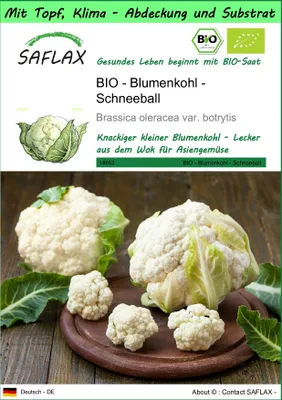 Produktbild von SAFLAX Garden to go - BIO - Blumenkohl - Schneeball - Brassica oleracea var. botrytis - 70 Samen - Mit Topf, Klima - Deckel und Anzuchtsubstrat