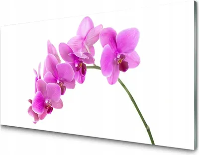 Produktbild von Bild auf Glas Orchidee Blume 120x60