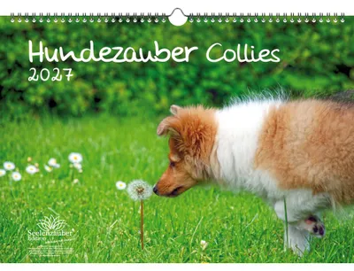 Produktbild von Hundezauber Collies DIN A3 Kalender für 2027 Welpen und Hunde - Seelenzauber