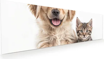 Produktbild von Glasbild 120x40cm in XXL für Wohnzimmer, Schlafzimmer Motiv Hund und Katze