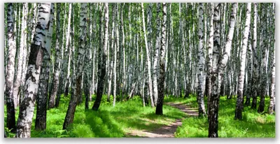 Produktbild von Tulup Leinwand-Bilder 140x70 Wandbild Canvas Kunstdruck Bäume Gras Natur