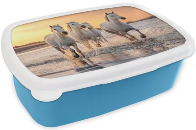 Produktbild von KitchenYeah® Lunchbox Brotzeit Brotdose 17x11 cm Pferde - Sonne - Meer - Strand - Tiere Kinder Brotzeitdose - Lunch - Kunststoff  - Brotbüchse - Sandwichbox - Lunchbox für Kinder